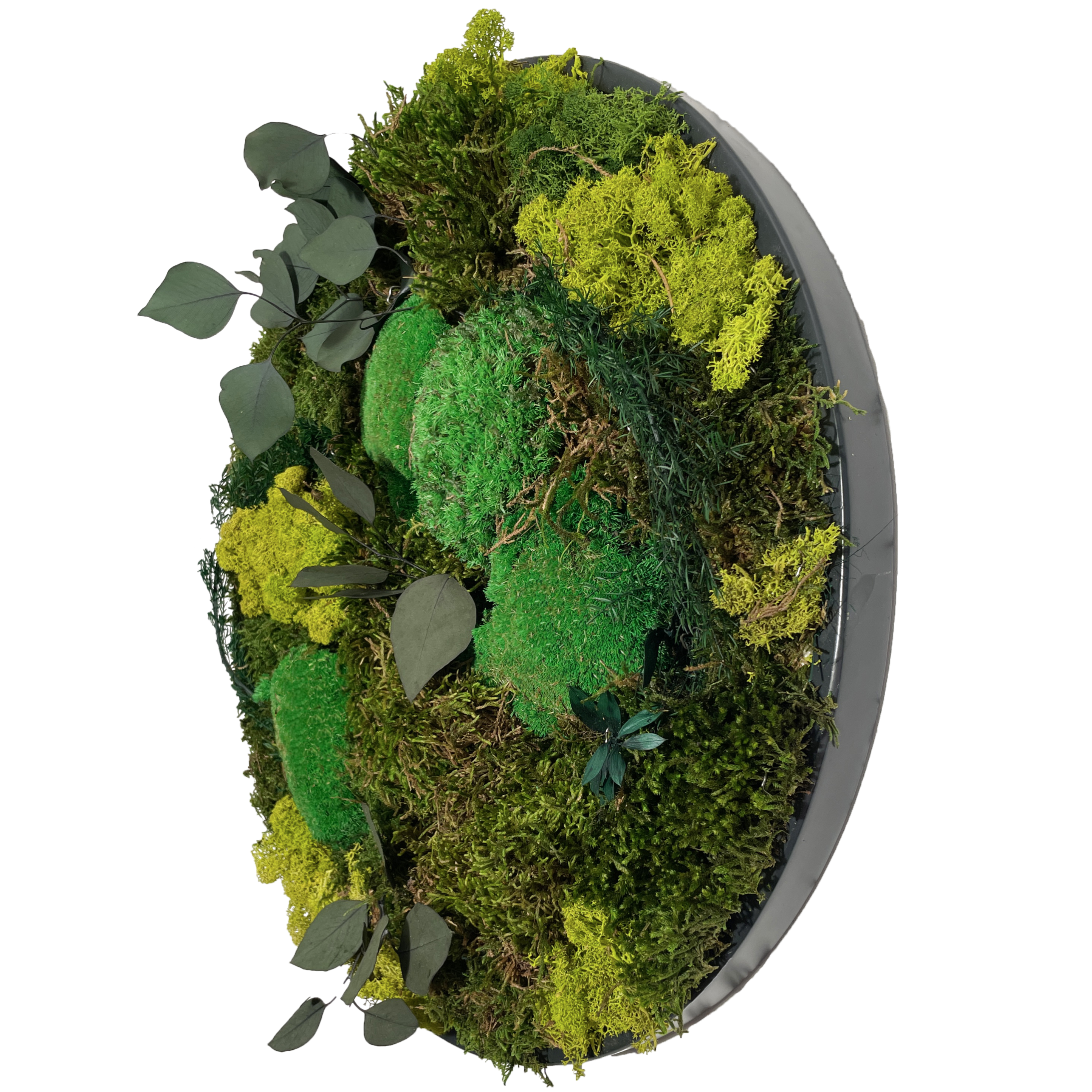Picture of Circular Moss Frame
