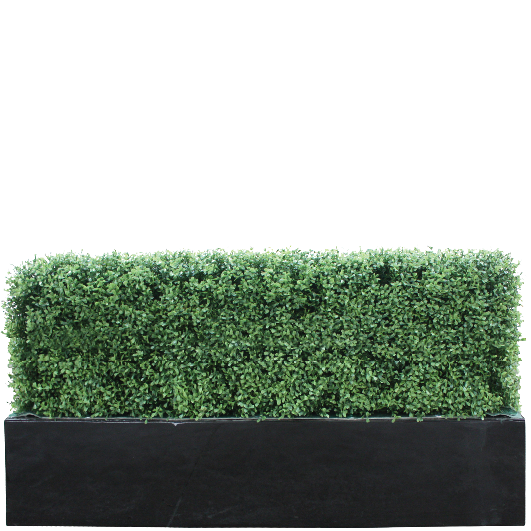 Picture of Buxus Hedge 1