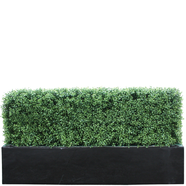 Picture of Buxus Hedge 1