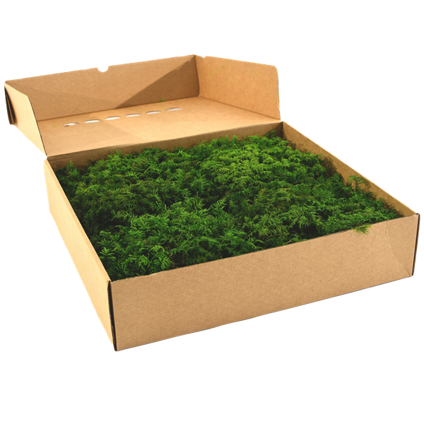 Picture of Fern Moss