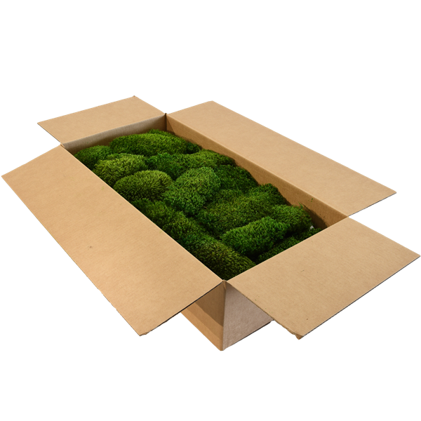 Picture of Hair Moss