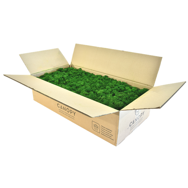 Picture of Reindeer Moss - Basic Quality 