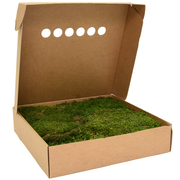 Picture of Flat Moss