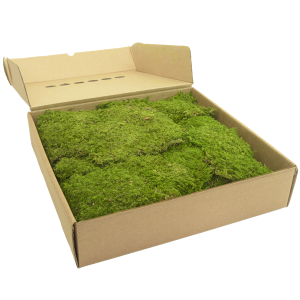 Picture of Rock Moss