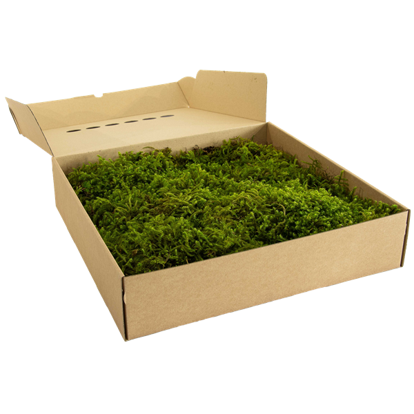 Picture of Star Moss