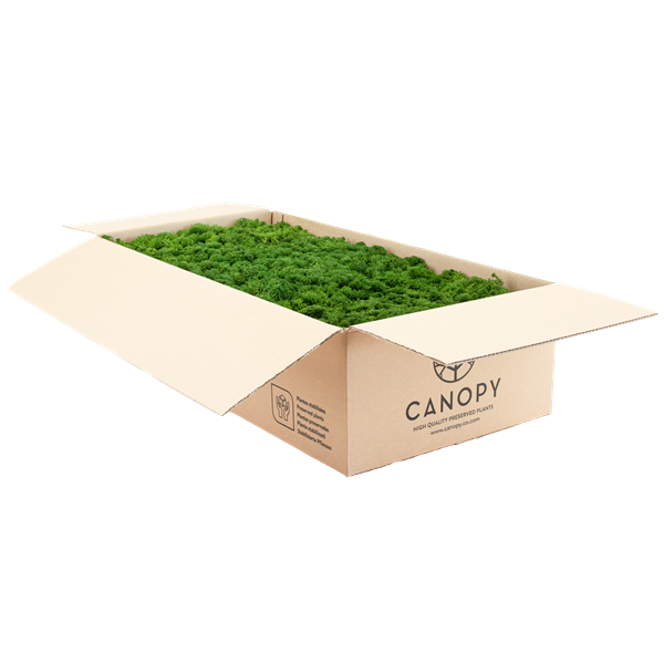 Picture of Reindeer Moss - Premium Quality