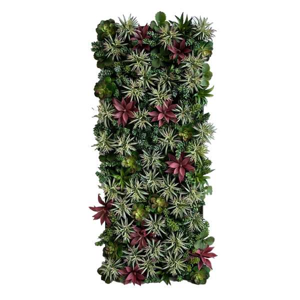 Picture of Succulent Moss Frame