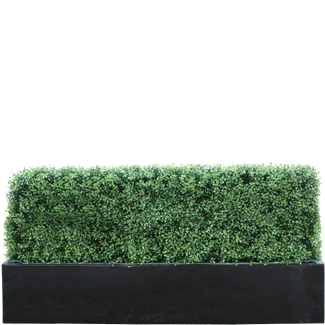 Buxus 5