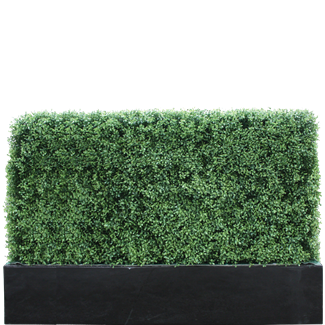 Buxus 6