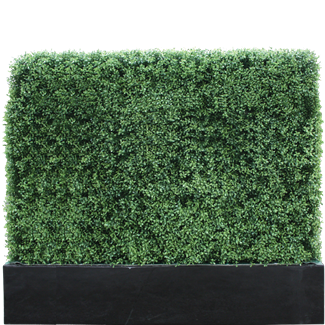 Buxus 7