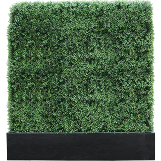 Buxus 8 