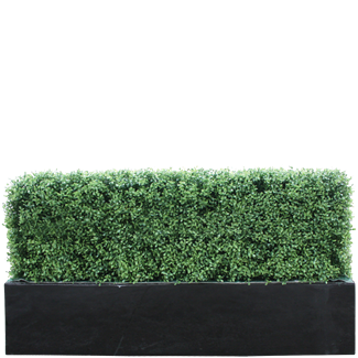 Buxus 1