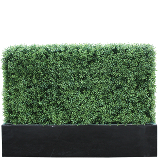 Buxus 2