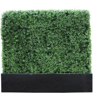 Buxus 3