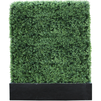 Buxus 4