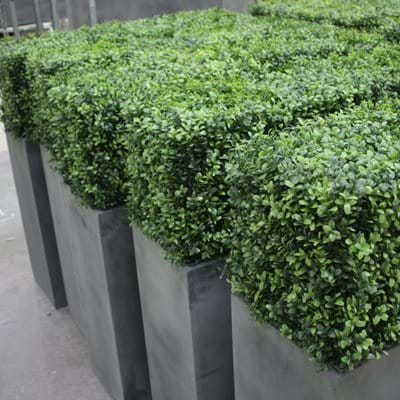 artificial hedges