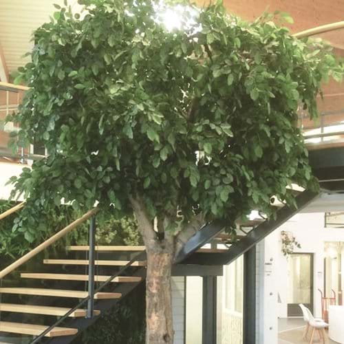 Realistic Commercial Artificial Trees | Livingreen Design