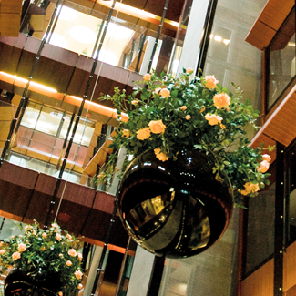 Hanging Baskets