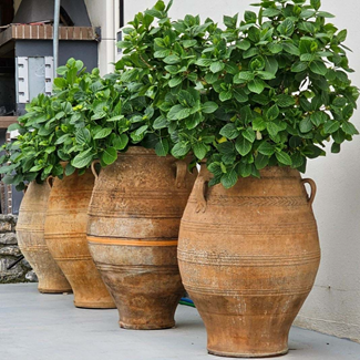 Cretan Terracotta Pots