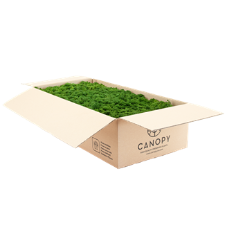 Reindeer Moss - Basic Quality