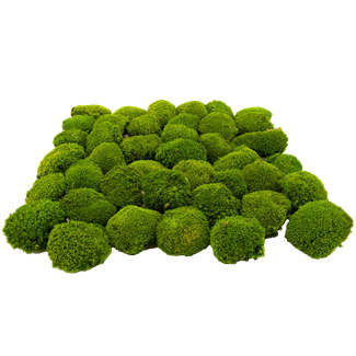 Preserved Moss