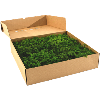 Fern Moss