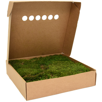 Flat Moss