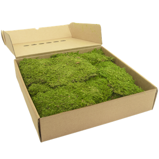 Rock Moss