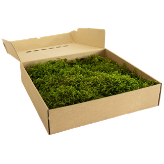 Star Moss